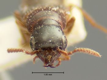 Media type: image;   Entomology 8252 Aspect: head frontal view